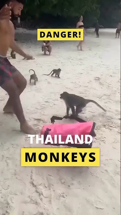DANGEROUS Monkeys Attack Humans In Thailand shorts thailand YouTube dangerous-monkeys-attack-humans-in-thailand-shorts-thailand-youtube