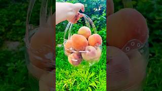 How To Make Fruit 🍑 Basket 🧺 With Plastic Bottle 👍 #youtubeshorts #ideas #diy #making