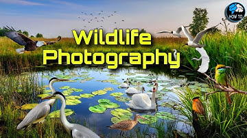 4k Trailer // Wildlife Birds Photography // Nature photography Naturelovers // HOW TO EXPERT