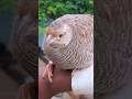 teetar bird #shorts #teetar #birds #youtubeshorts