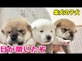 【柴犬 子犬】ついに目が開いた子犬たちはこちら