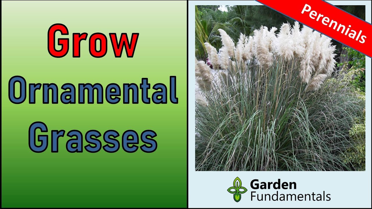 Growing Ornamental Grasses  🥰️🌾😆 10 Amazing Perennial Grasses