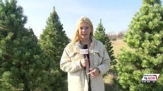 Drought has Nebraska Christmas tree farmer pining for rain