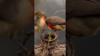 Robins Build Transparent Layered Nest (Satisfying Cross-Section Timelapse)