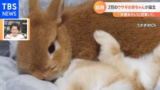 【一押し映像】ウサギの赤ちゃん