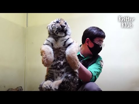 Video: Tiger Cub Büyük Açık Havada
