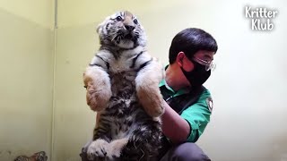 'Save meh..' Korean Tiger Cubs Get Vaccination For The First Time (Part 2) | Kritter Klub