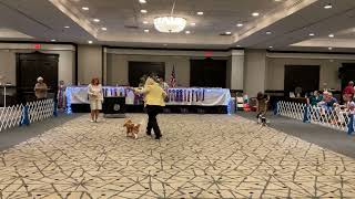 2 COTW 7326 DOGS - Judge Gwen Wells, Wellsworth, USA CKCSC