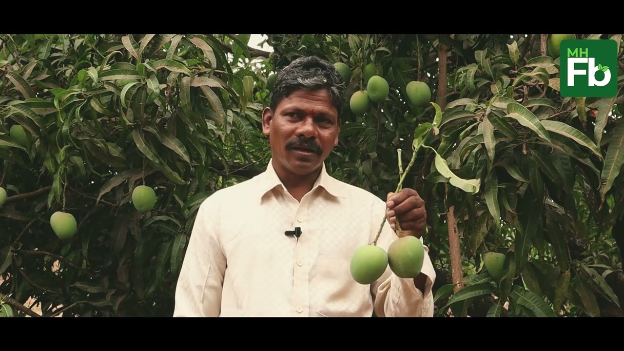 Ratnagiri Natural Mango | Direct Farm to your Home | MH Farm Basket | Visit : www.mhfarmbasket.in