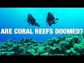 Corals reefs aren't as doomed as you think | Shed Science