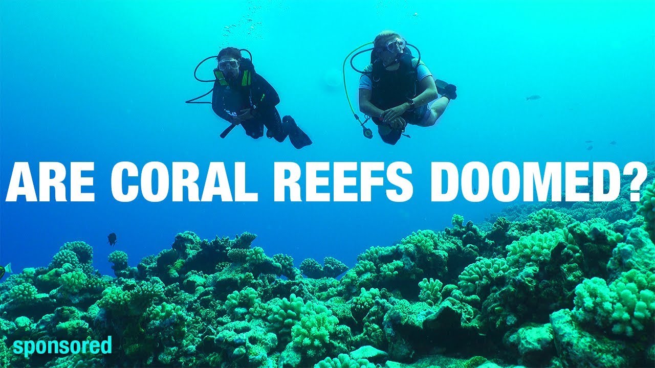 Coral reefs are in crisis  but scientists are finding effective ways to restore them