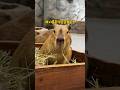 capybara 卡皮巴拉 豚:我們是貪吃寶寶愛上當 #水豚 #水豚君 #卡皮巴拉 #呆萌 #cute #可愛い #萌寵 #療癒 #short