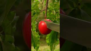 Most Satisfying Apple Slicing ASMR | Realistic Texture 🍎✨ #asmr  #fruit