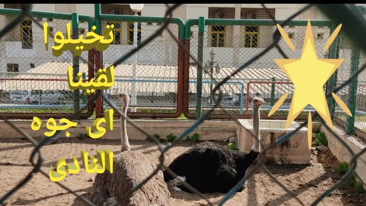 تخيلوا واحنا بنعمل جوله جوه نادي المقاولين العرب لقينا ايه