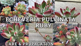 Echeveria pulvinata 'Ruby' Chenille Plant Care & Propagation screenshot 3