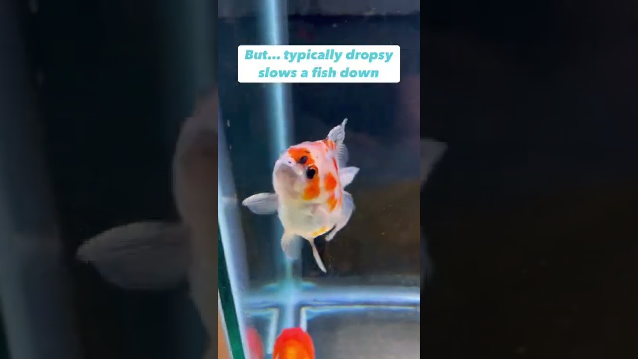 Why is my goldfish fat?