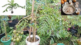 Download Lagu TIPS SUPAYA POHON KEDONDONG BERBUAH LEBAT MP3