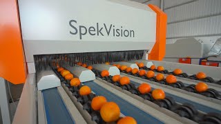 Revolutionizing Fruit Sorting: Uncover Quality Rapidly with Advanced AI and Big Data