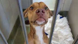 acs A655477