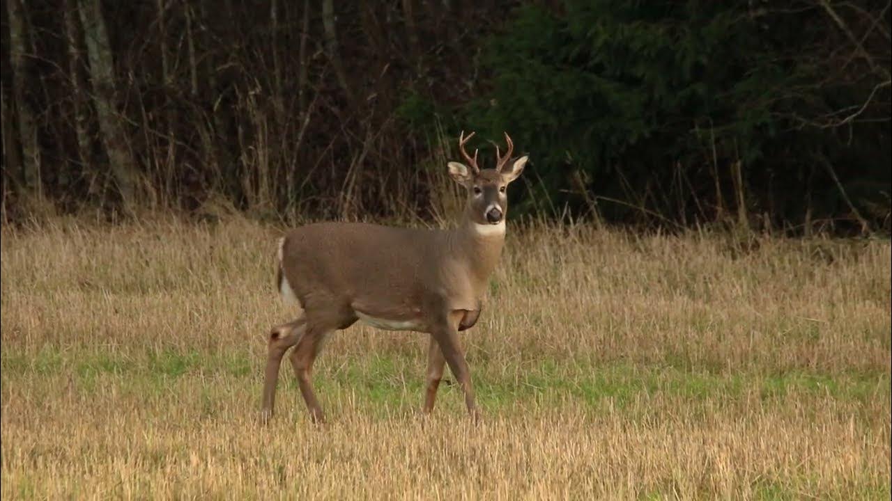 Dasturlashni online organing. Эос 2020. Эос коллекторское агентство. Vw-eos-2010. Фольксваген эос кабриолет.