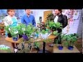 Növényvédelmi tanácsok - Család-Barát magazin - Borhy kertészet