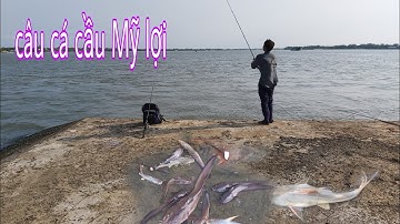 Câu cá ngát cầu Mỹ lợi - Fishing for poisonous fish in Vietnam