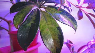 Scale on Houseplants - What it looks like & How to Treat