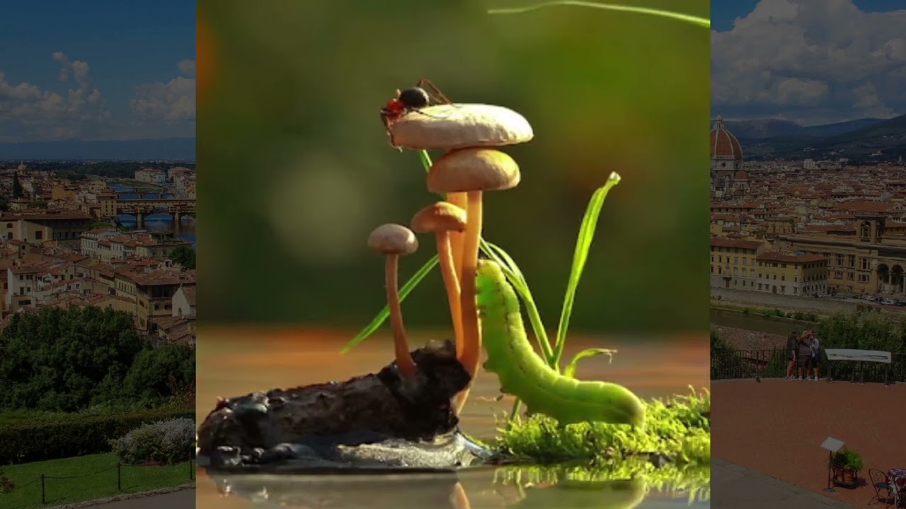 ШЕЪРЛАРДАН ҲАМ ТИНГЛАБ ТУРИНГ!// ХАЙРУЛЛА ҲАМИДОВДАН ЯНГИ ШЕЪРЛАР ТУРКУМИ