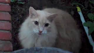 rain cats / cheap vlogging option (flipshare)
