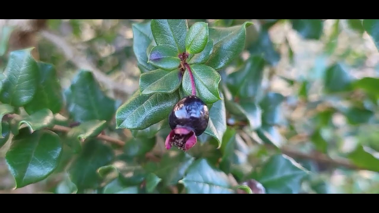Luma apiculata  (Chilean Myrtle) Spotlight