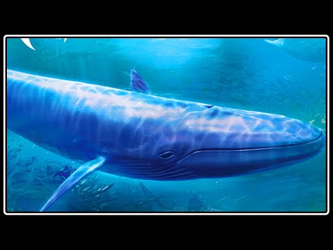 The Blu VR Flat VR VR Experience