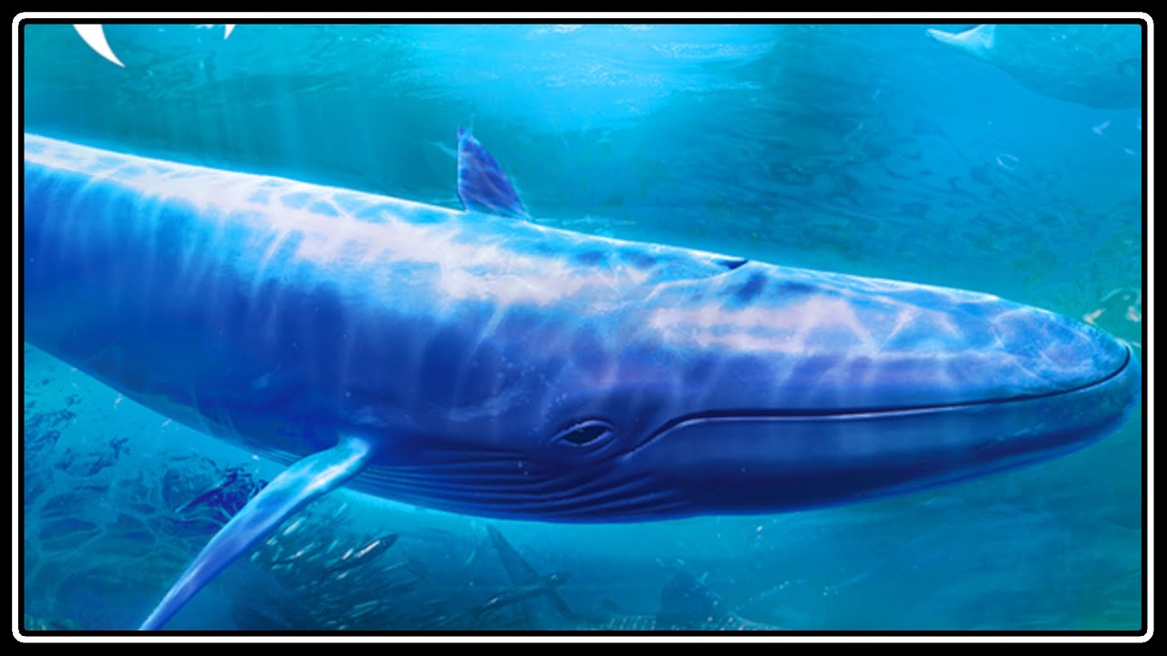 The Blu VR (Flat VR) [VR Experience]