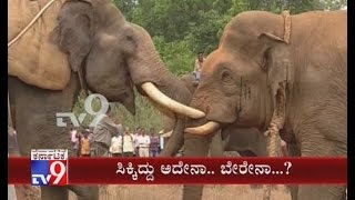 'Rogue' Elephant Captured in Chikmagalur