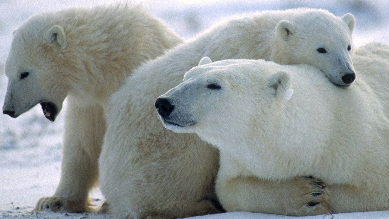 Буран и медвежата. Белый медведь (Карско-Баренцевоморская популяция). Популяция белых медведей.