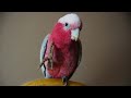 Galah Cockatoo Galore | Answering Galah Related Questions