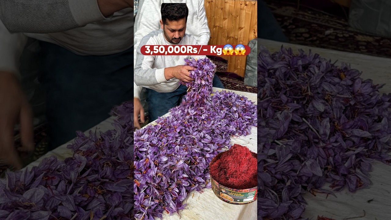 3,50,000Rs/- Kg Kesar of Kashmir😱😱 आज होगा नकली लेसर का पर्दाफाश😳😳 Real Saffron Srinagar | Zafran