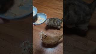 #cat#love#meaow