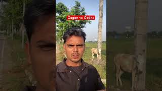 Gagan vs Gadha #trending #funny