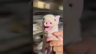 🐷🐽🤣