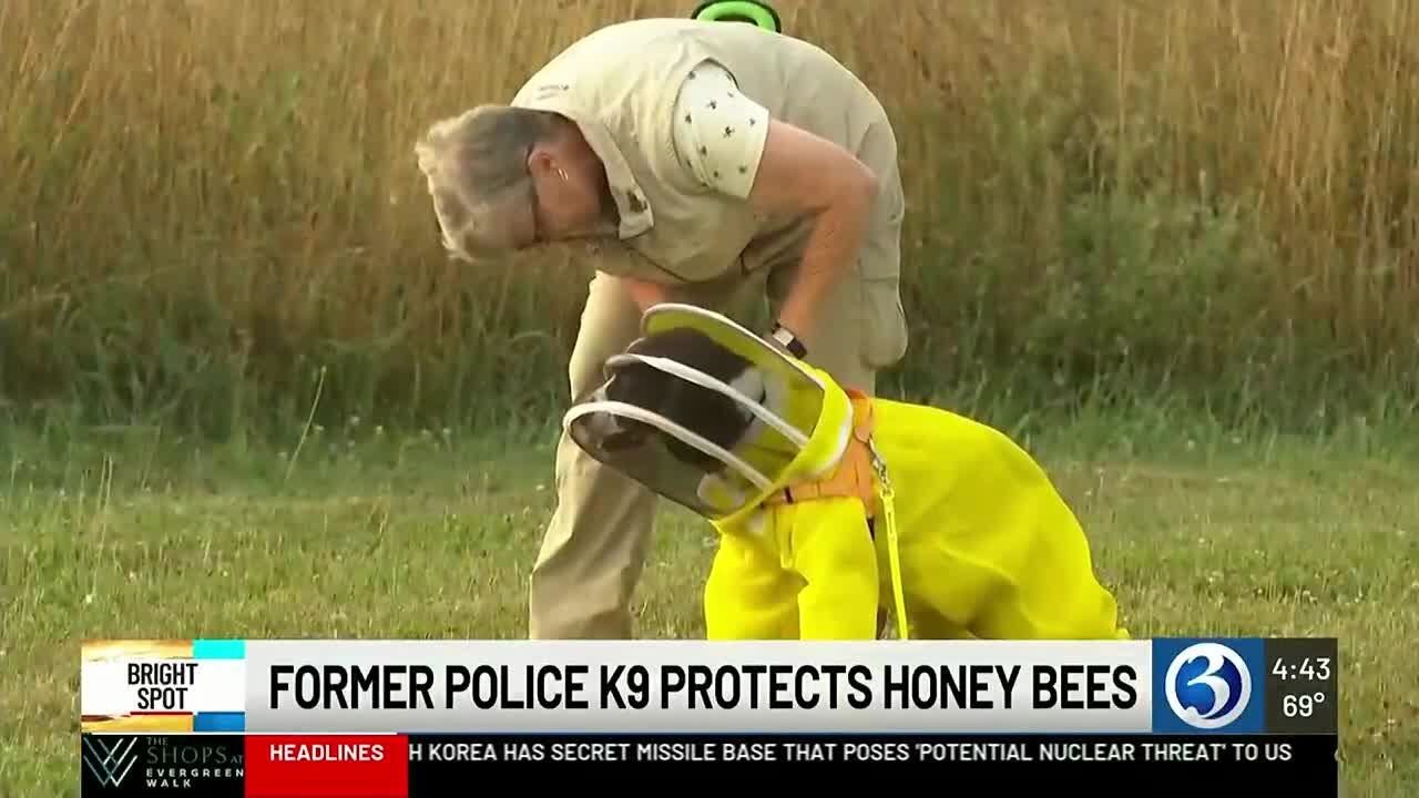 BRIGHT SPOT: Former police K9 protects honey bees - YouTube