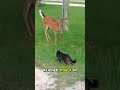 Deer mistakes cat for a mountain lion#shorts #animals #wildlife #fypシ