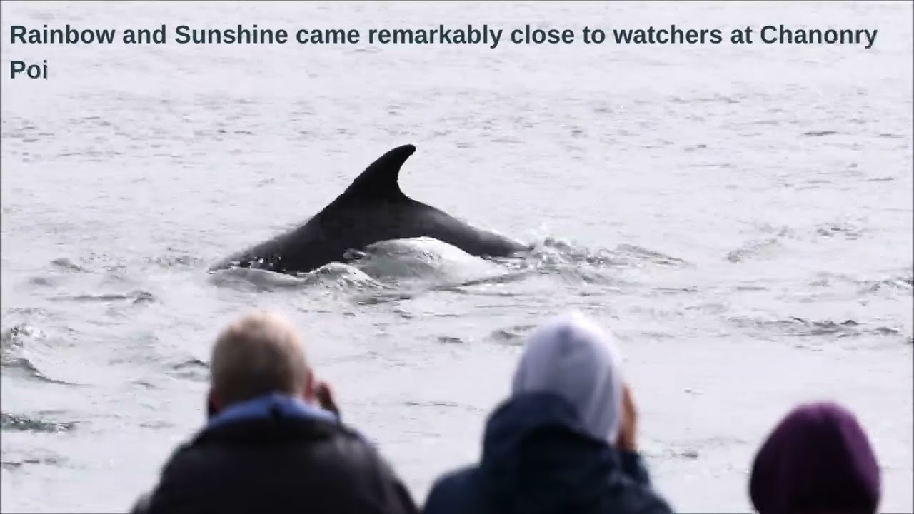 Adopt a dolphin highlights | Whale and Dolphin Conservation