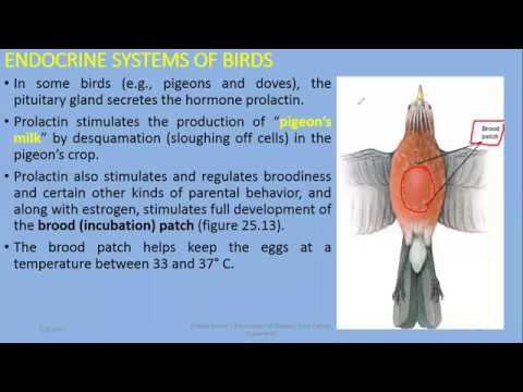 Endocrine System of Birds & Mammals, - YouTube