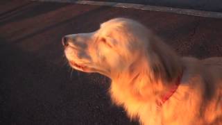 Hilarious Moment Dog Imitates An Emergency Siren By Howling