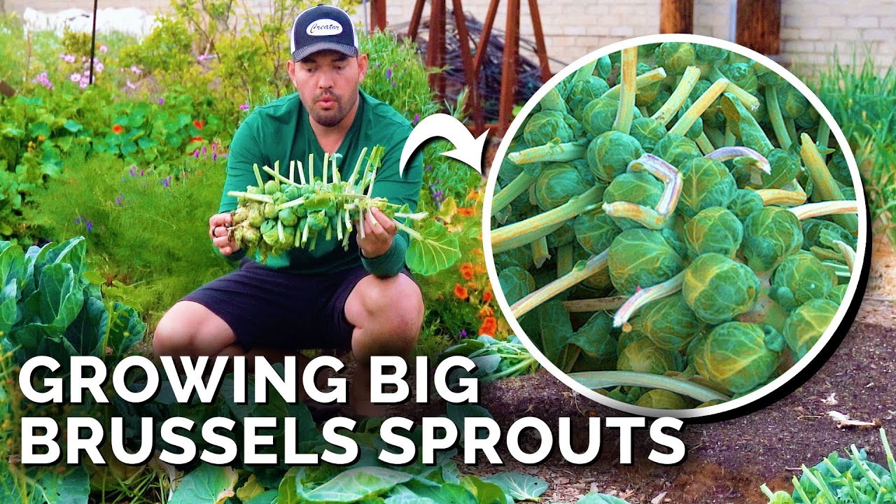 How To Grow Brussels Sprouts For Beginners