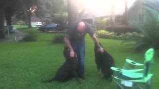 Navy Sailor Reunion With His Two Dogs After 1 Year Deployment