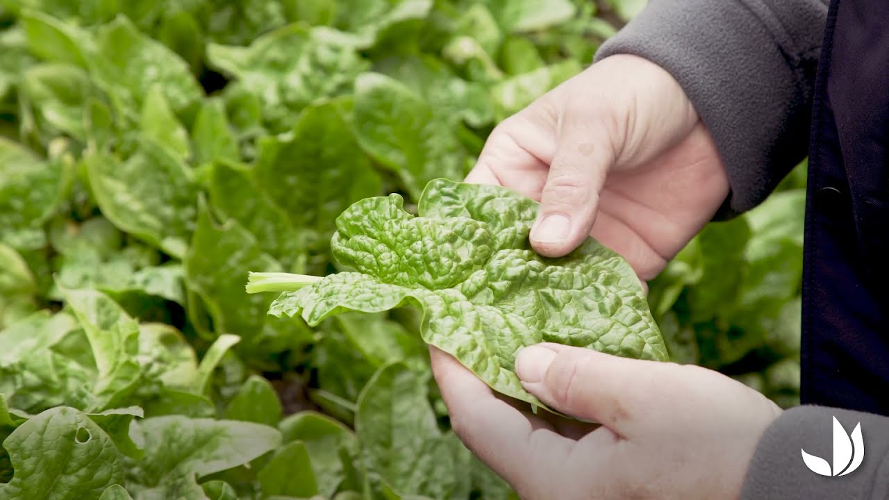 Semer, cultiver et récolter des épinards - Truffaut