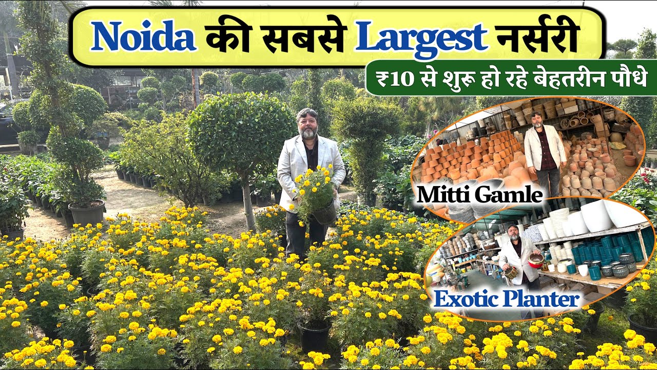 सबसे सस्ती Nursery में Top Quality Plants | Price Start with ₹10 Only at Noida Greens Nursery