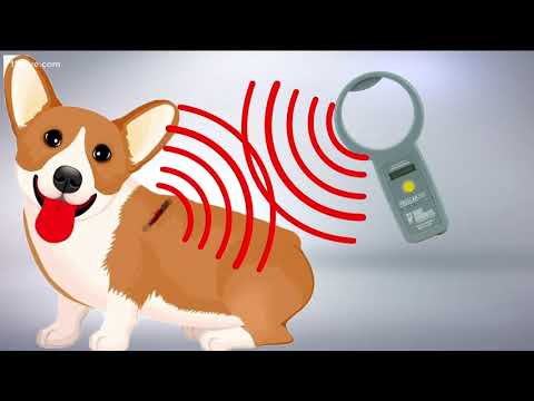 Video: Hvad skal man vide om Microchipping dit kæledyr