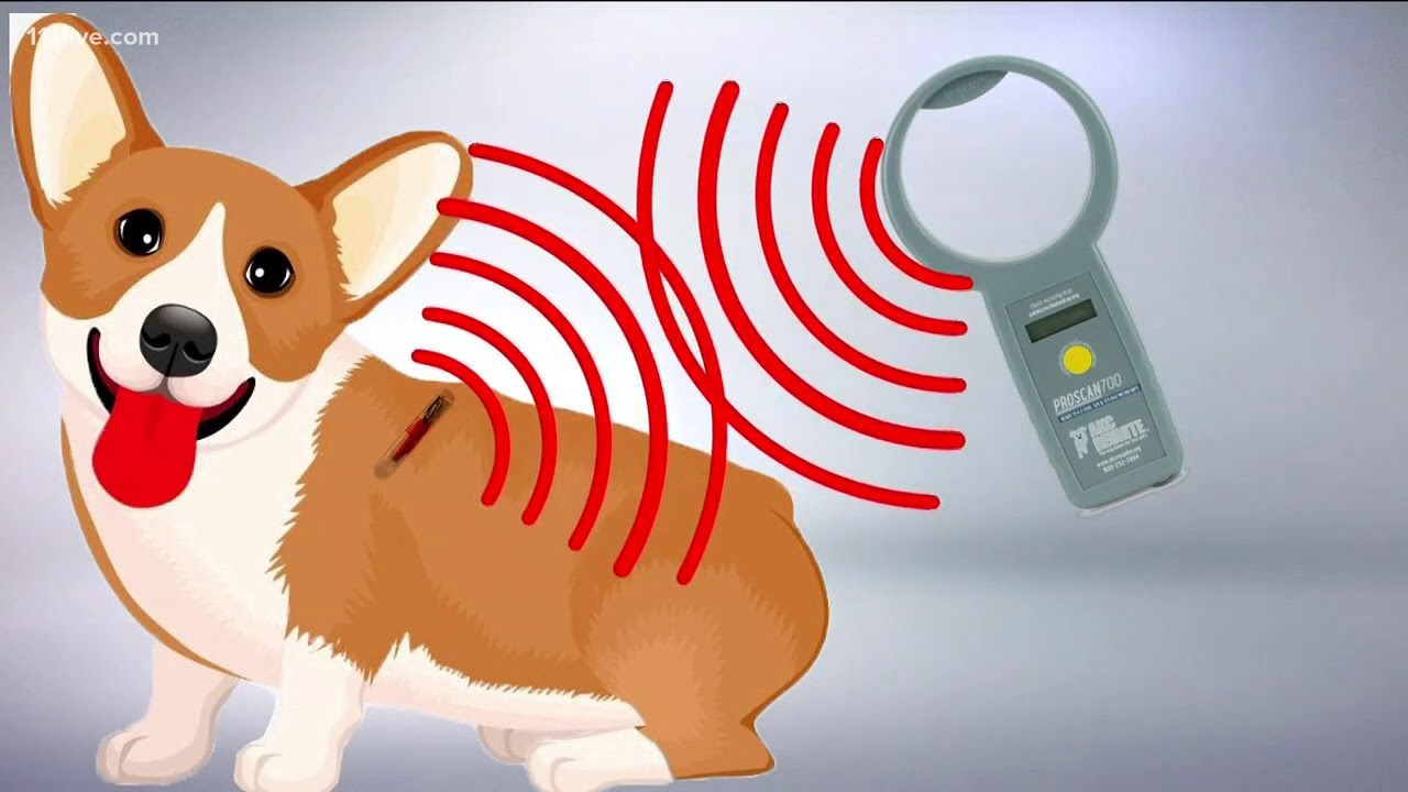 Science Behind Your Pet'S Microchip